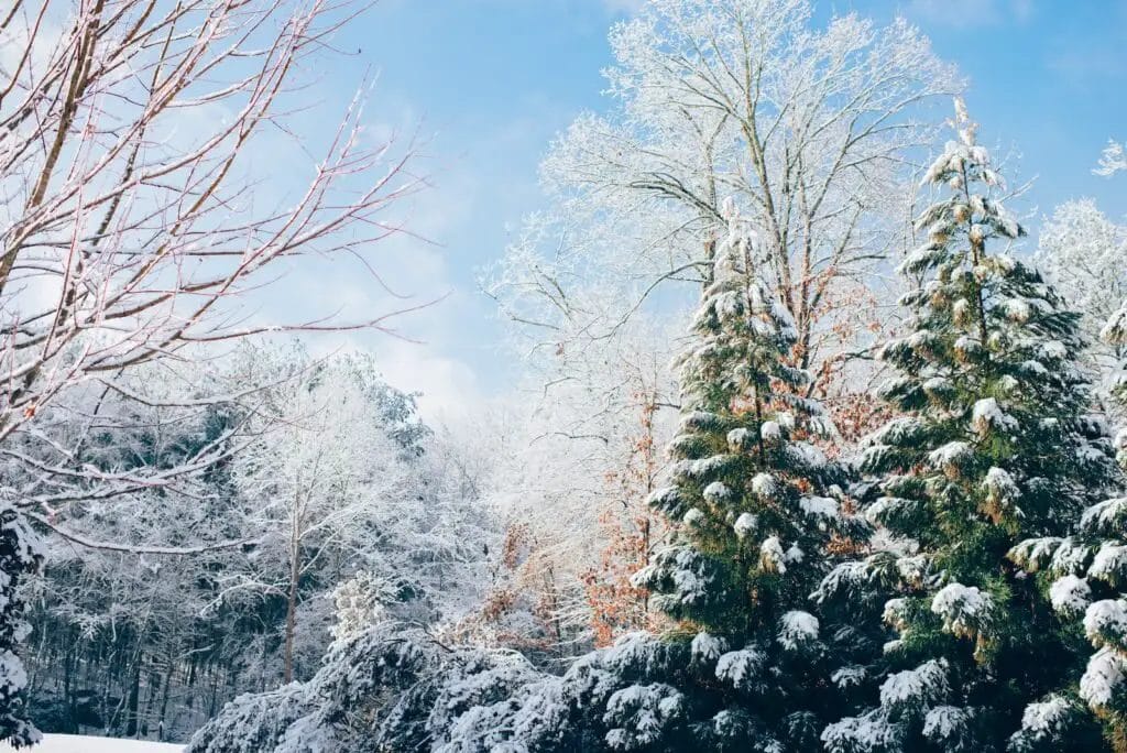 pini verdi durante la stagione della neve
