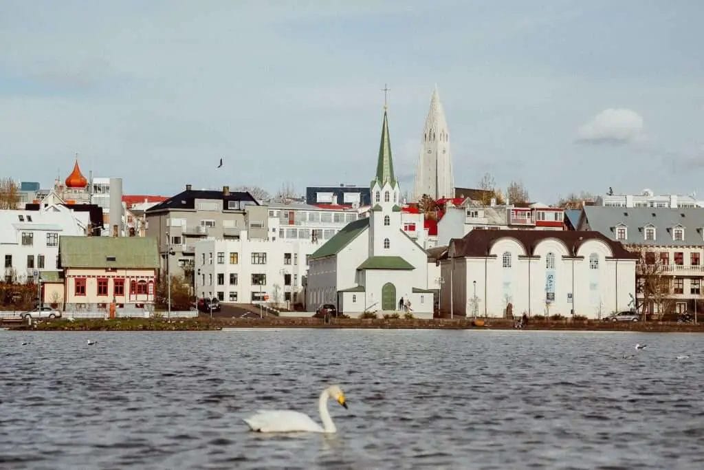 photography of white swan floating on water body - Free things to do in Reykjavik Iceland