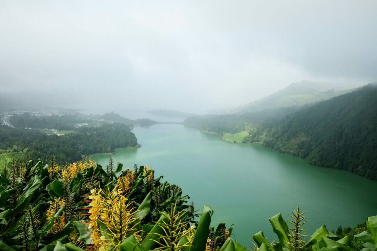 green and yellow trees near body of water during daytime