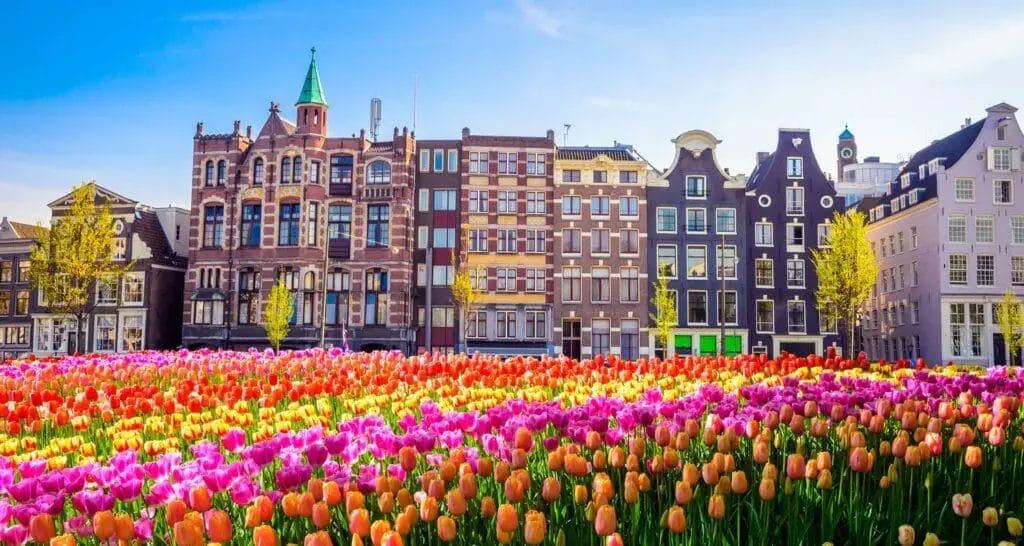 Colorful tulips in front of buildings in amsterdam.