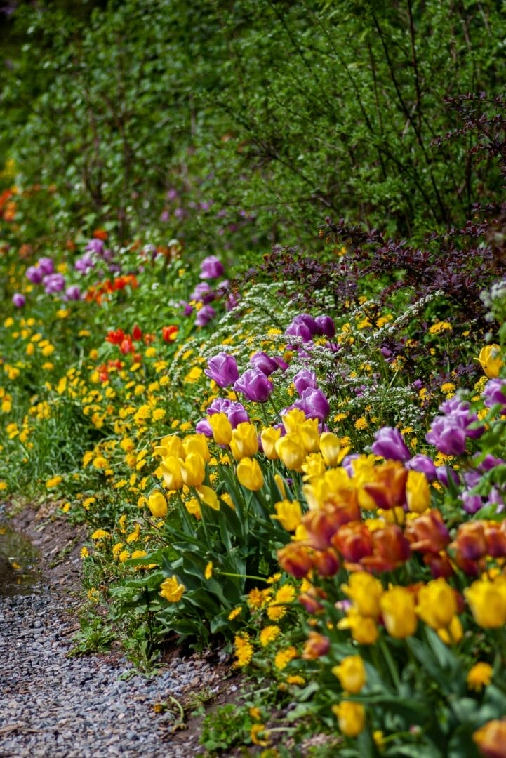 Giardini dei tulipani di Amsterdam 2024: Guida ai giardini Keukenhof