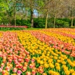 A field of tulips in the middle of a park.