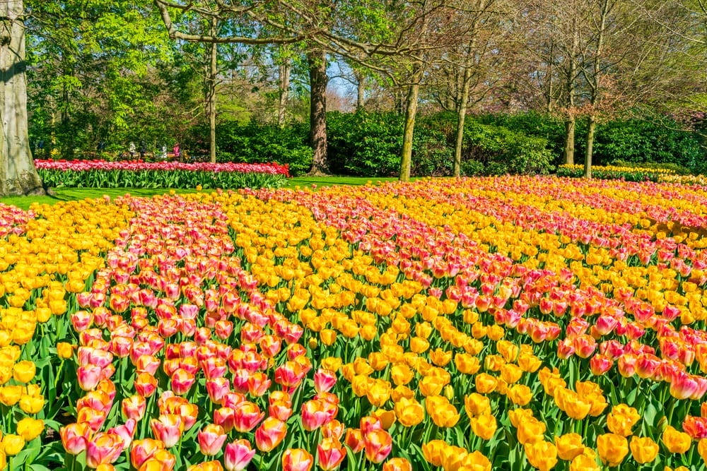 A field of tulips in the middle of a park.