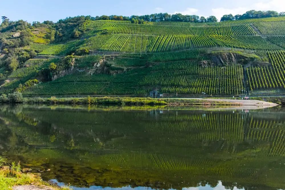 A river is reflected in a hillside near a vineyard.