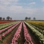 Best Time to Visit the Tulip Fields in the Netherlands.