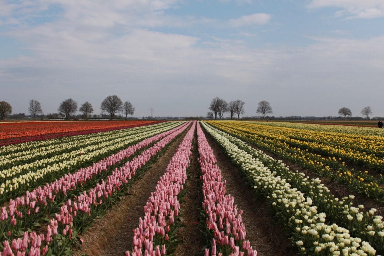 Tulip fields in full bloom