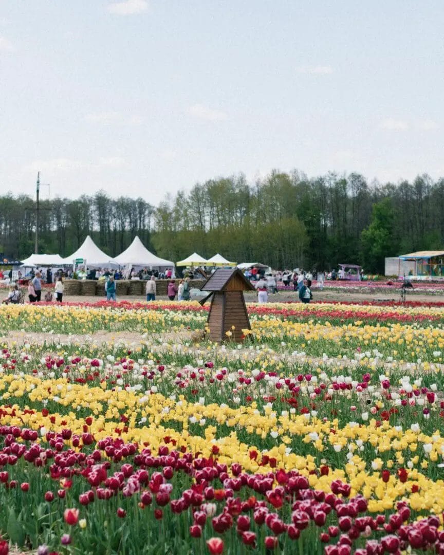 Festival des tulipes à Amsterdam