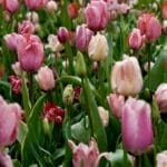 Must-See Attractions at the Tulip Festival Amsterdam