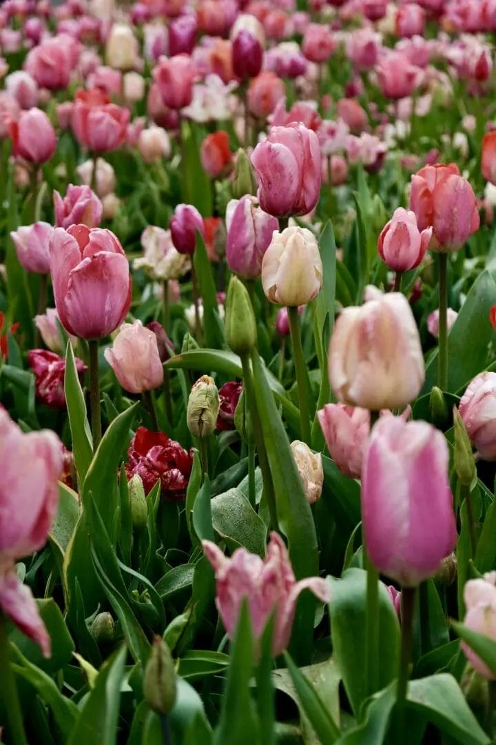 Must-See-Attraktionen beim Tulip Festival Amsterdam