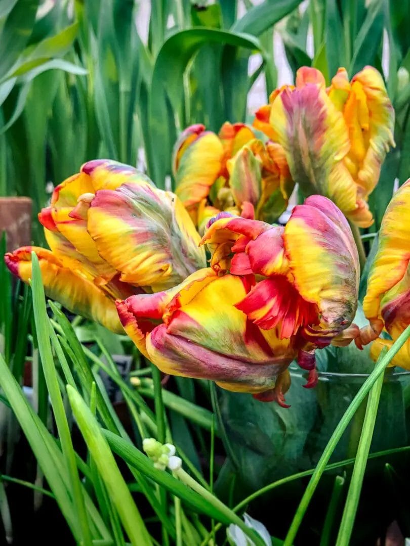 How to Get Tickets for the Tulip Festival Amsterdam in 2024 Free Guide