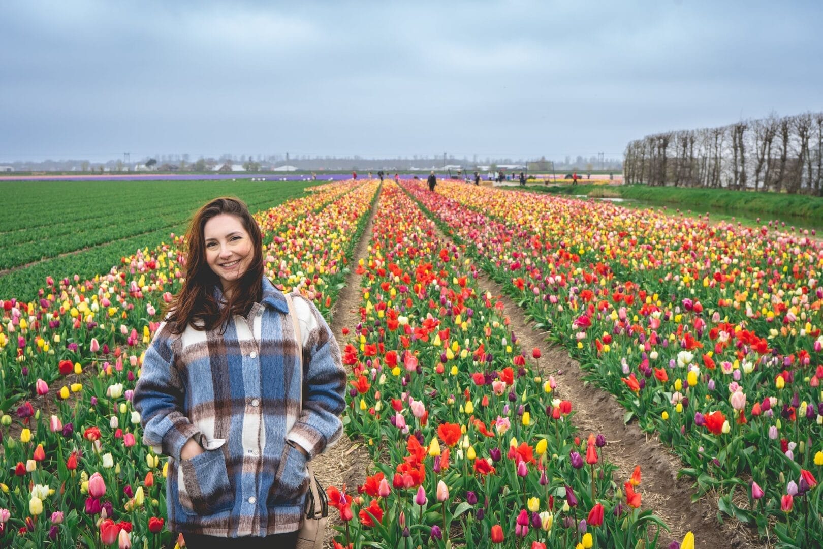 Festival dei tulipani Amsterdam