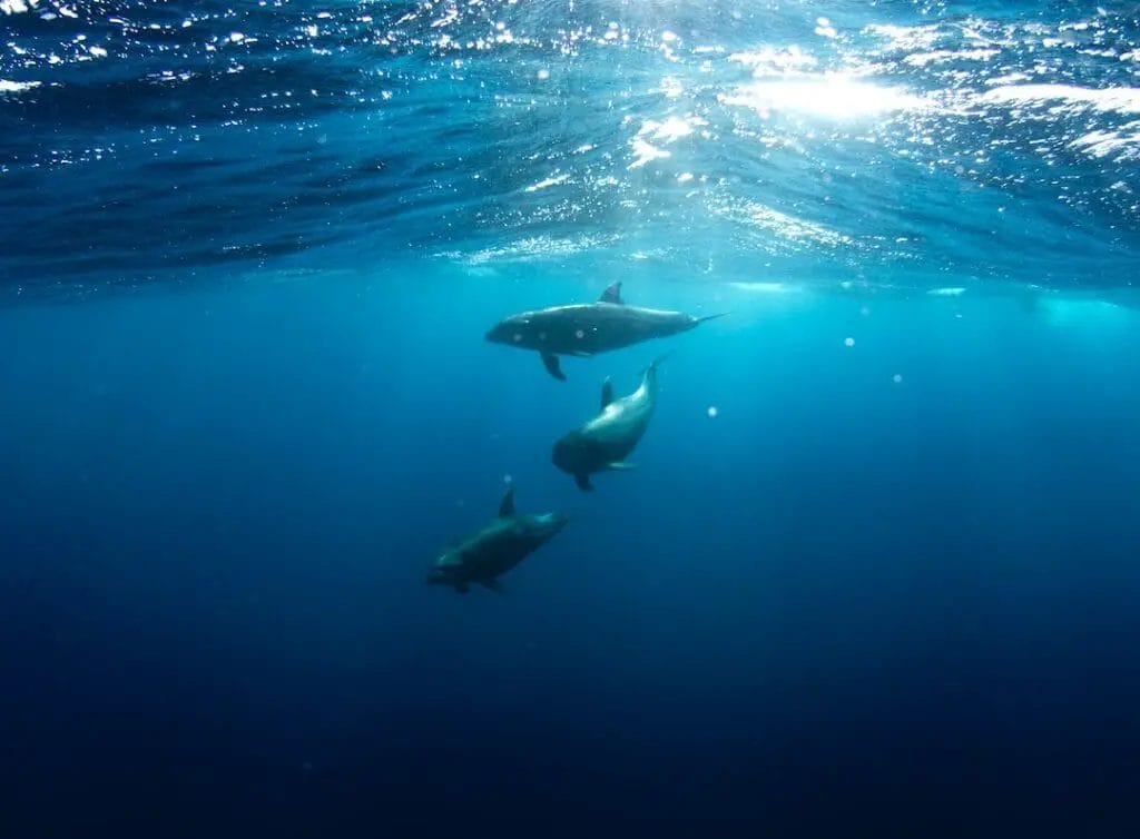 Three dolphins swimming under the surface of the ocean.