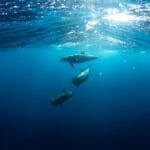 Three dolphins swimming under the surface of the ocean.