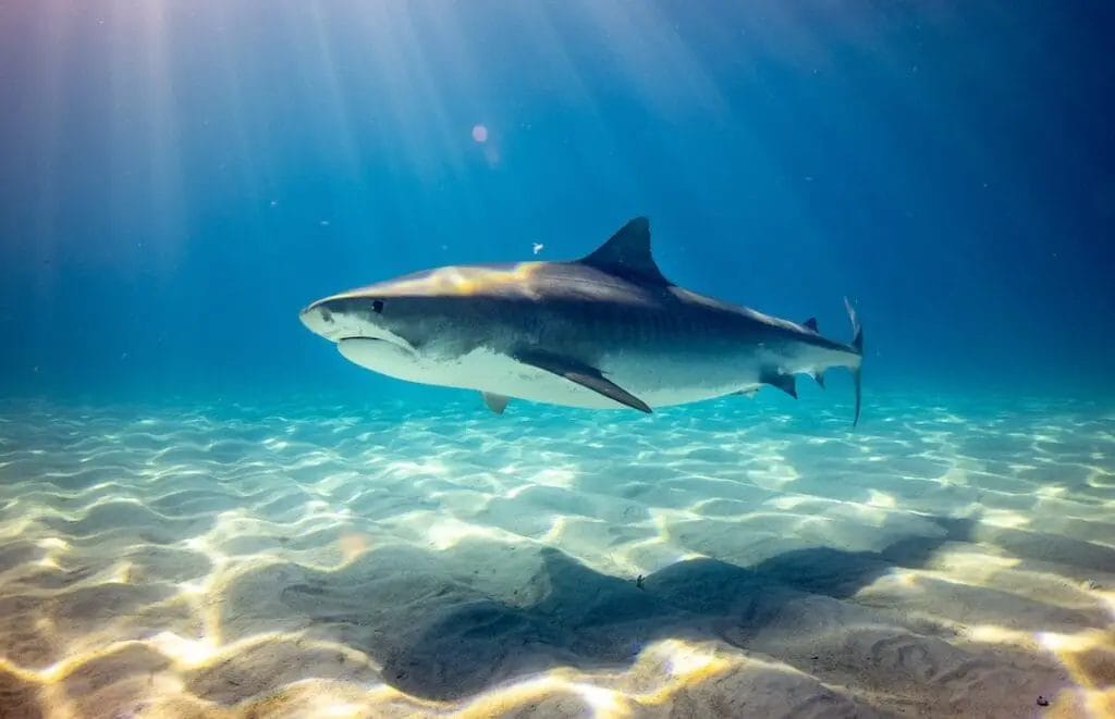 A tiger shark swimming in the ocean, potentially putting swimmers at risk of shark attacks in Greece.