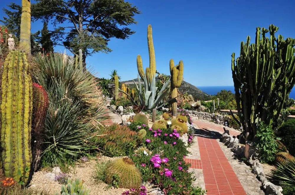 Cactus plants in a garden.