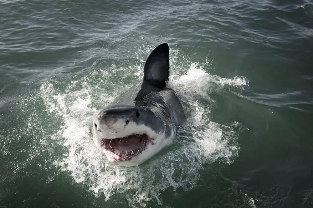 A white shark with its mouth open in the water.