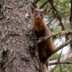 A brown weasel is sitting on a tree branch.