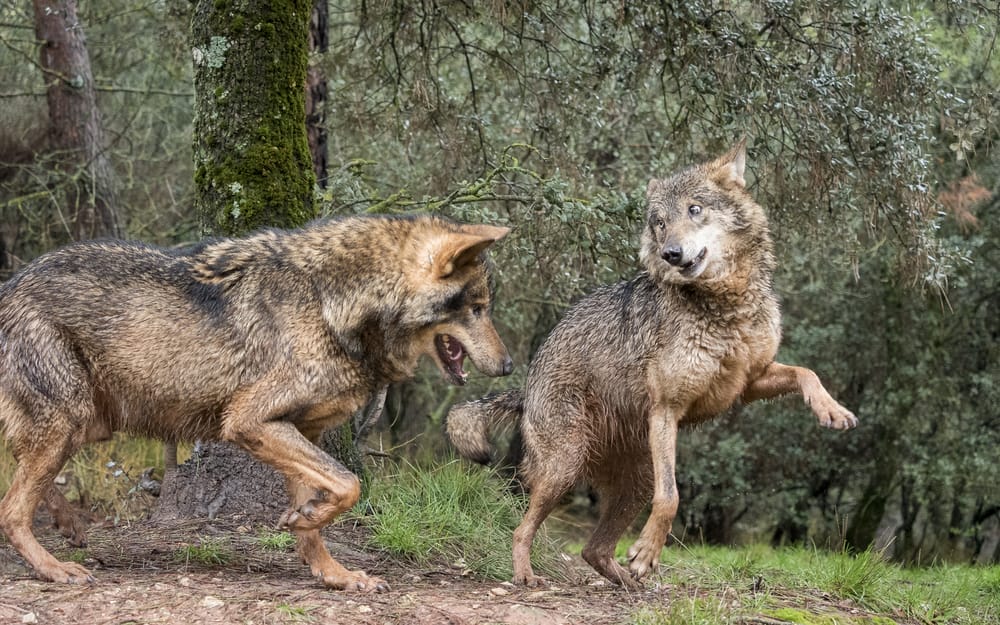 A couple of wolves in the woods, symbolizing Portugal.
