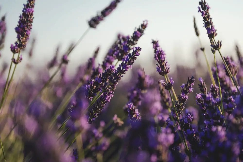 A close up of lavender flowers in a field, symbolizing Portugal.