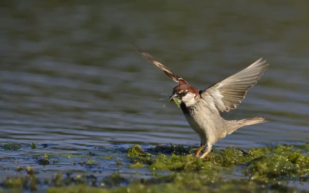 A bird with its wings spread in the water.